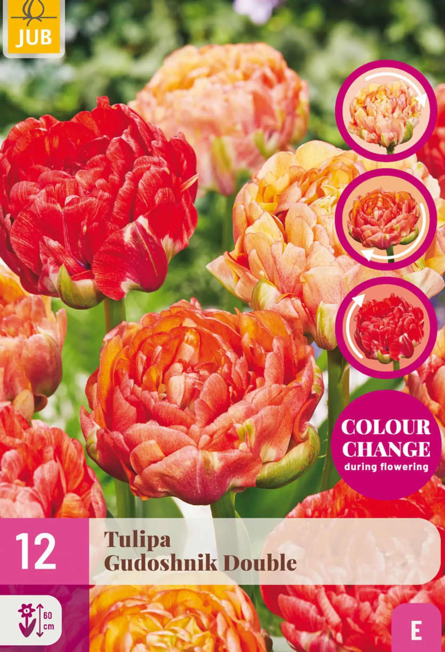 12 tulipa gudushnik double|ohgreen Online