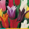 7 tulipa leliebloemig mix|ohgreen Best