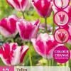 12 tulipa mata hari|ohgreen Discount