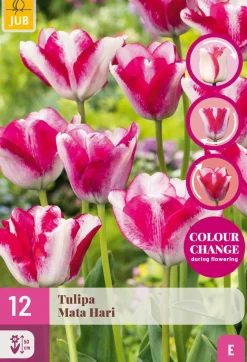12 tulipa mata hari|ohgreen Discount