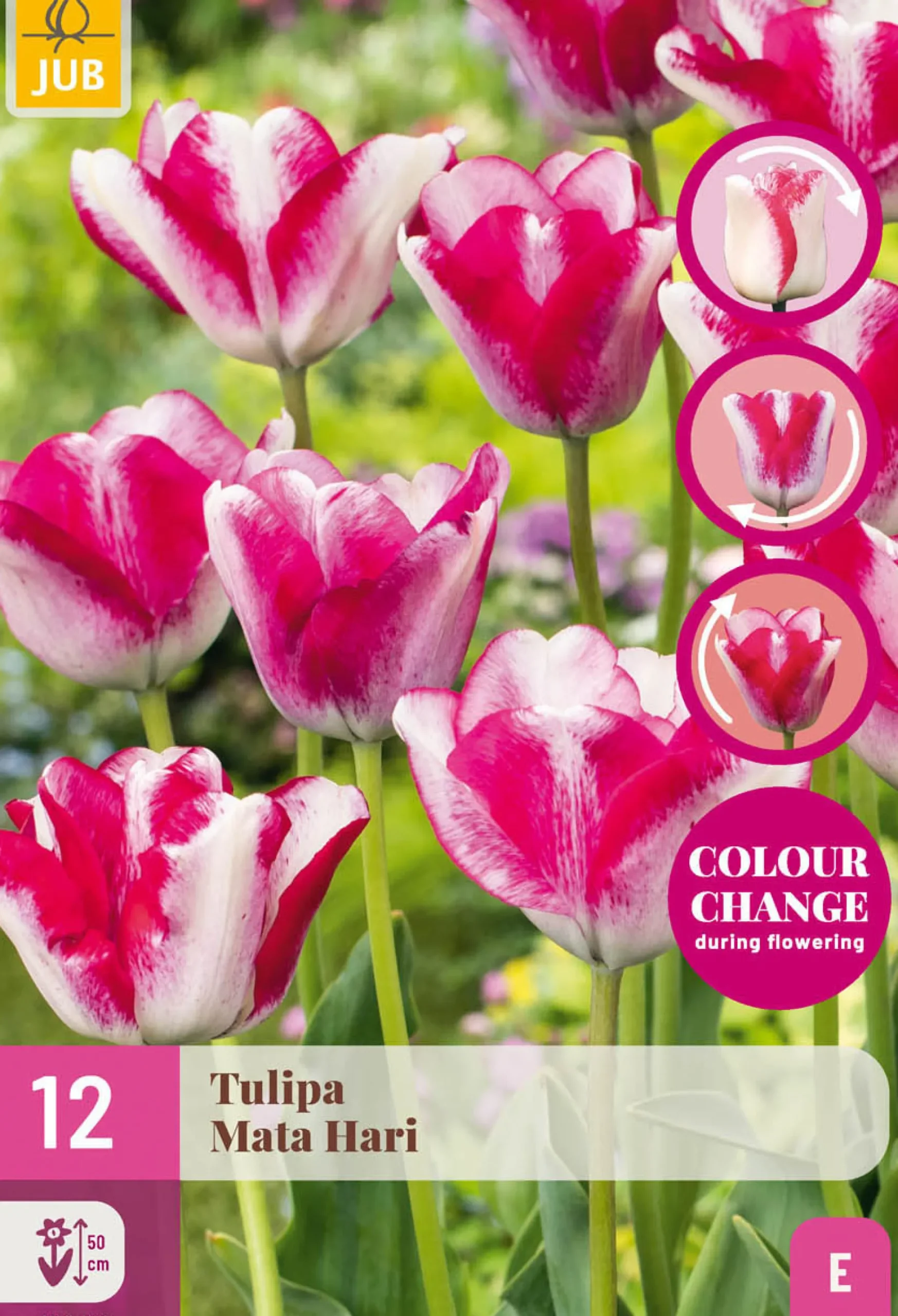 12 tulipa mata hari|ohgreen Discount