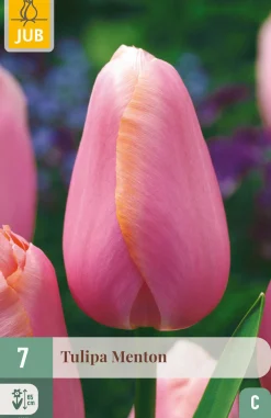 7 tulipa menton|ohgreen Hot