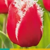 7 tulipa new santa|ohgreen Clearance