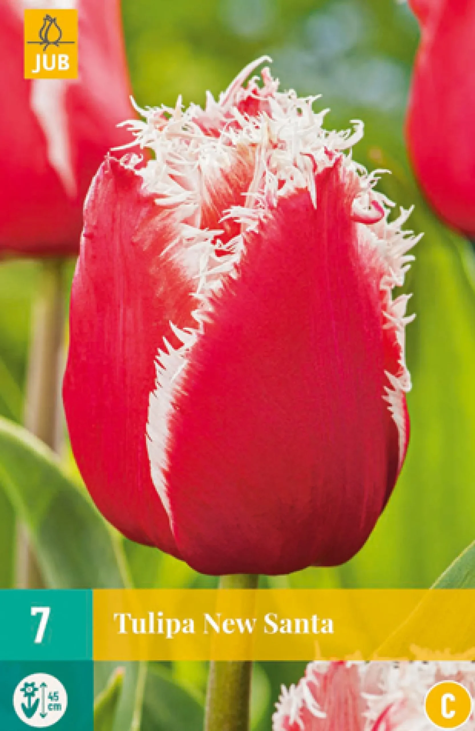 7 tulipa new santa|ohgreen Clearance