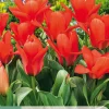 7 tulipa oriental beauty|ohgreen Outlet