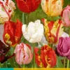 7 tulipa parkiet mix|ohgreen Discount