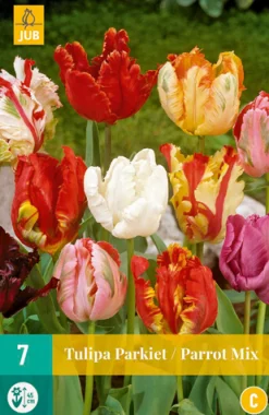 7 tulipa parkiet mix|ohgreen Discount