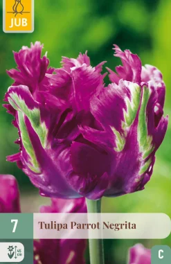 7 tulipa parrot negrita|ohgreen Clearance