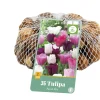 35 tulipa pastel mix|ohgreen