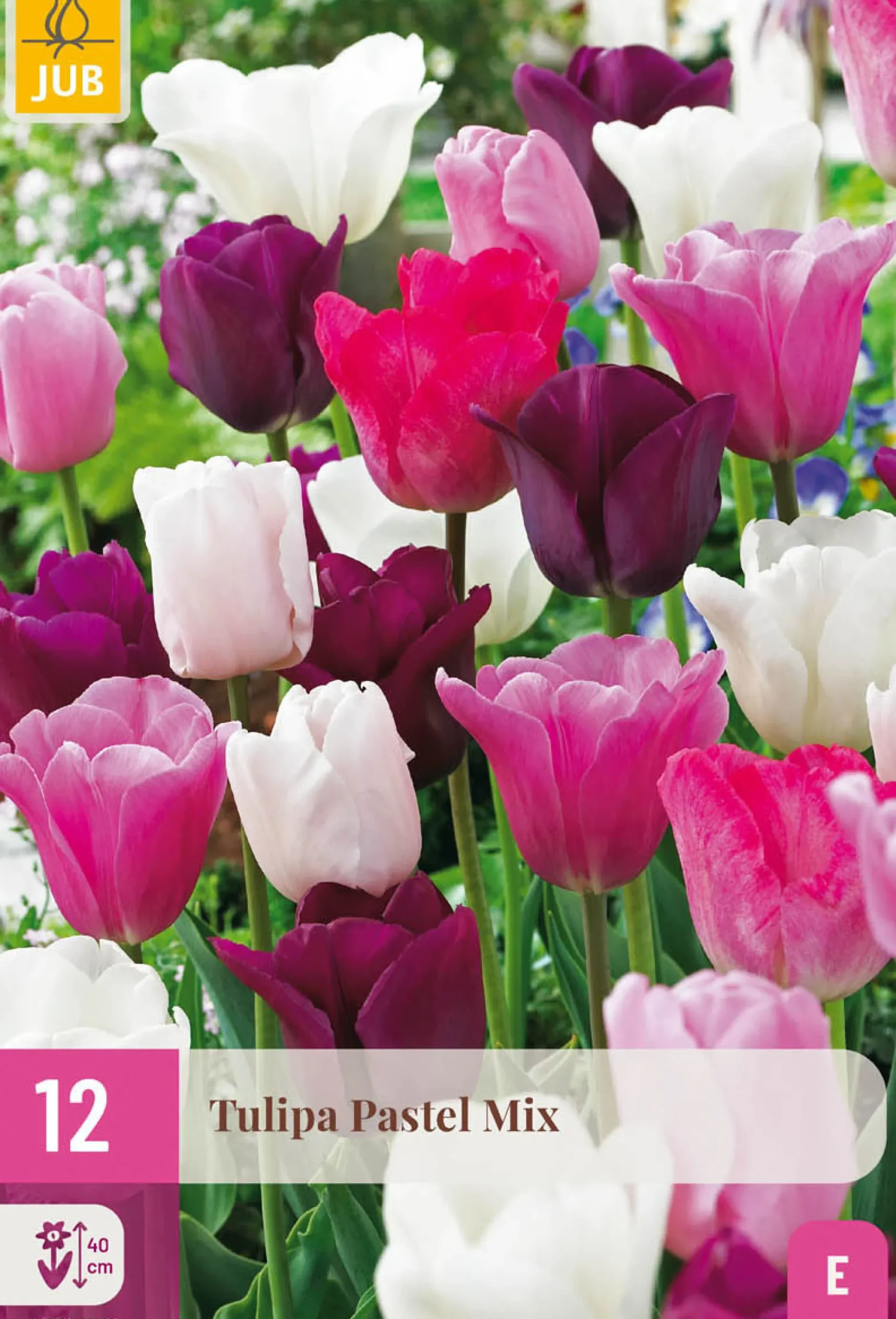 12 tulipa pastel mix|ohgreen Online