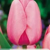 7 tulipa pink impression|ohgreen