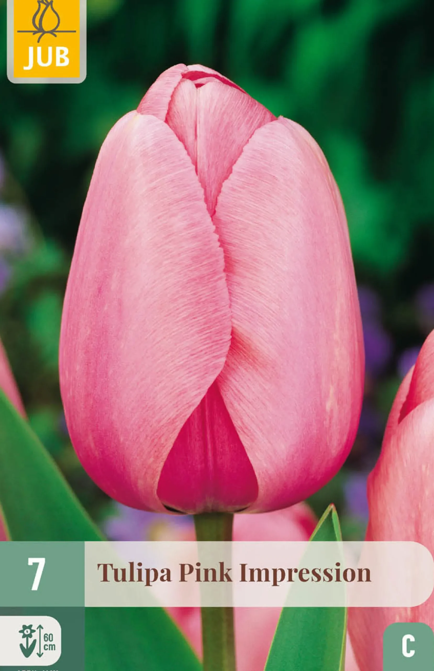 7 tulipa pink impression|ohgreen