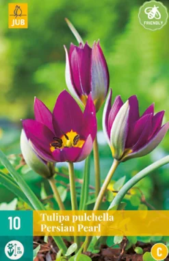 10 tulipa pulch. persian pearl|ohgreen Hot