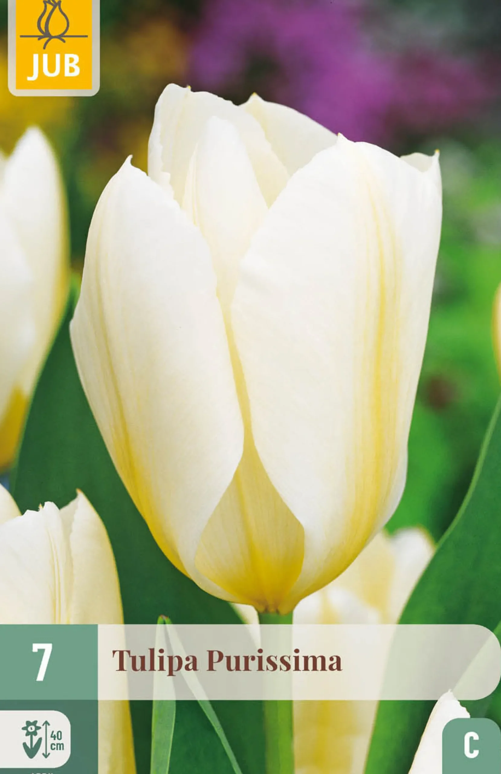 7 tulipa purissima|ohgreen Best