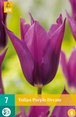 7 tulipa purple dream|ohgreen Discount