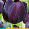 7 tulipa queen of night|ohgreen Online