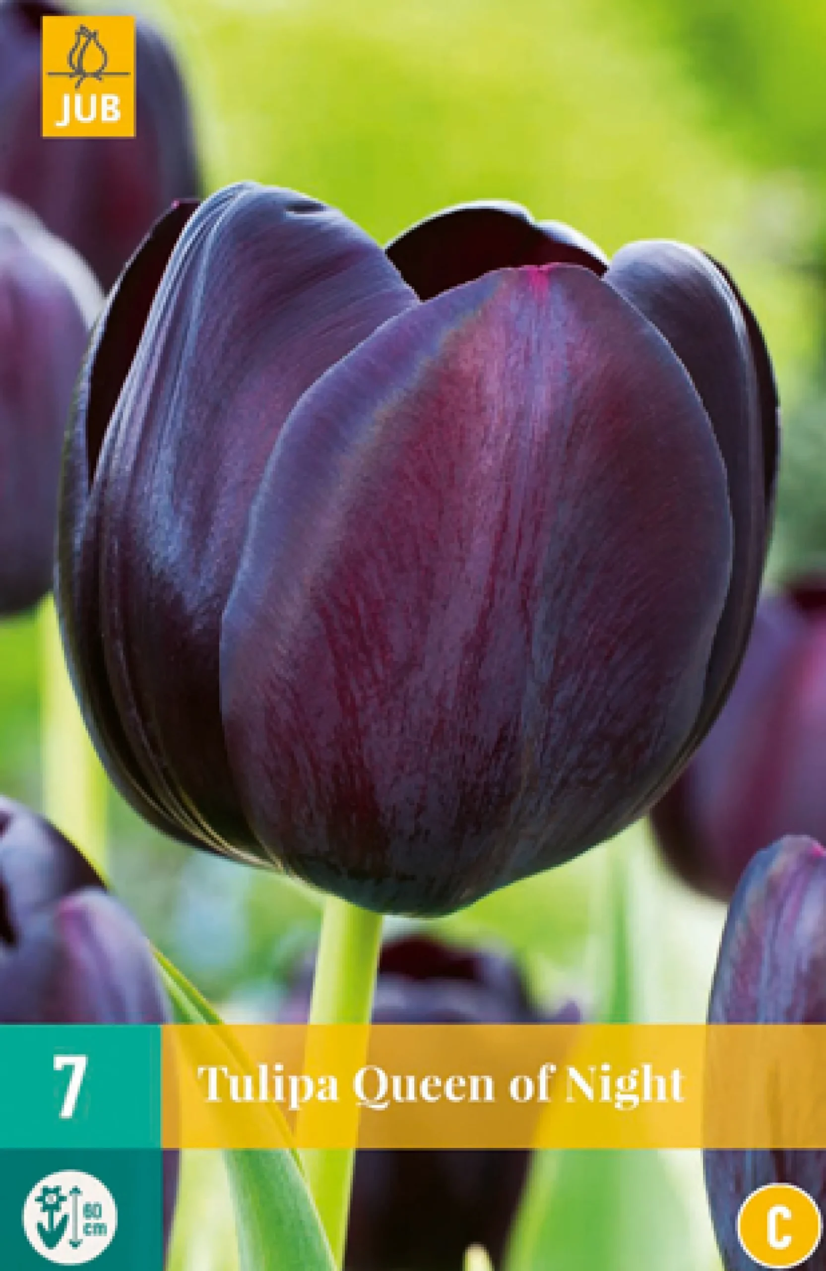 7 tulipa queen of night|ohgreen Online
