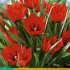 7 tulipa red hunter|ohgreen Discount