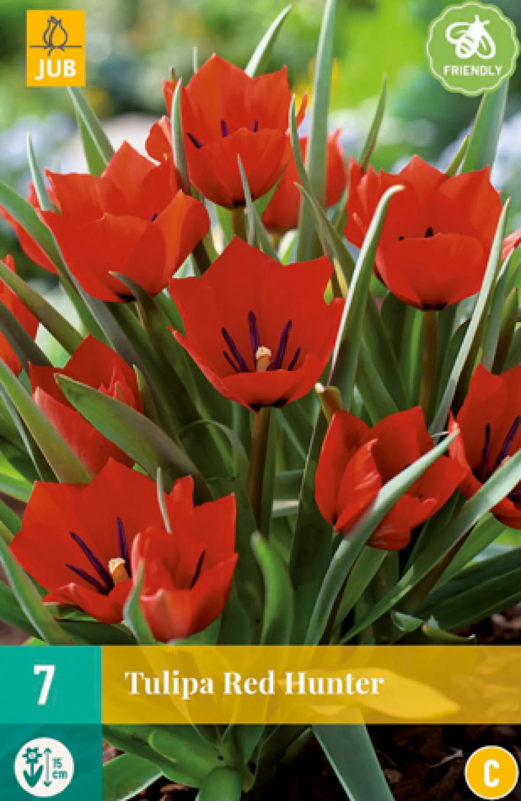 7 tulipa red hunter|ohgreen Discount