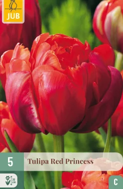 5 tulipa red princess|ohgreen