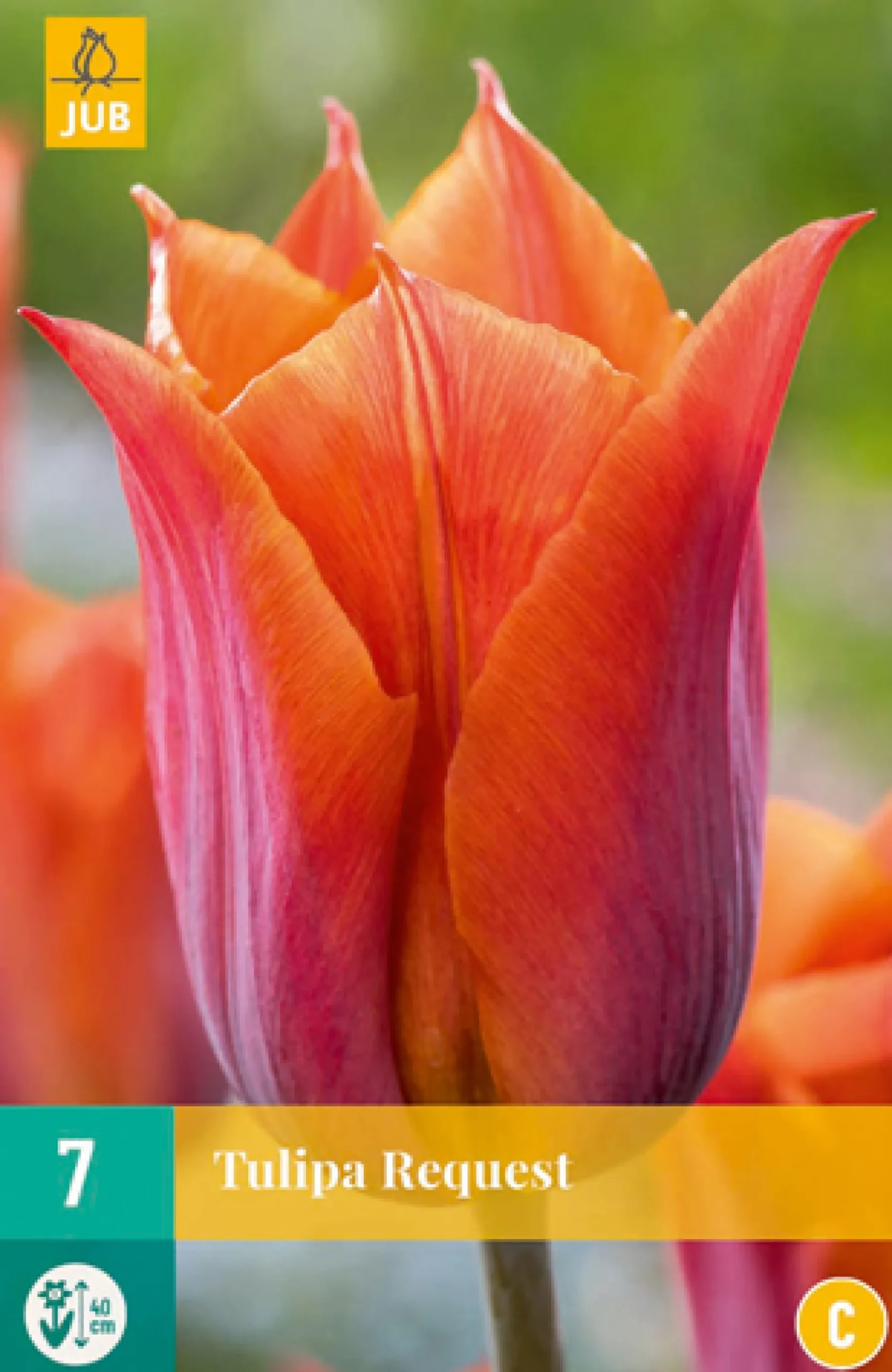 7 tulipa request|ohgreen New