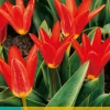 7 tulipa scarlet baby|ohgreen Sale