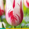 7 tulipa sorbet|ohgreen New