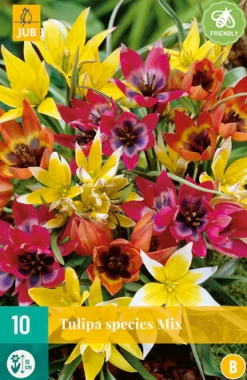 10 tulipa species mix|ohgreen