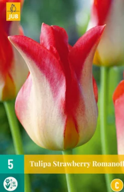 5 tulipa strawberry romanoff|ohgreen Hot