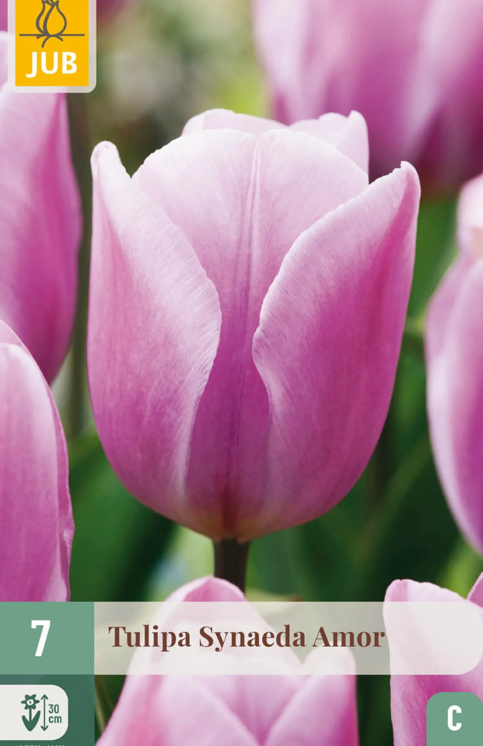 7 tulipa synaeda amor|ohgreen Online