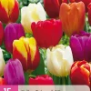 15 tulipa triumph mix|ohgreen Online