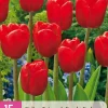 15 tulipa triumph rood|ohgreen Hot