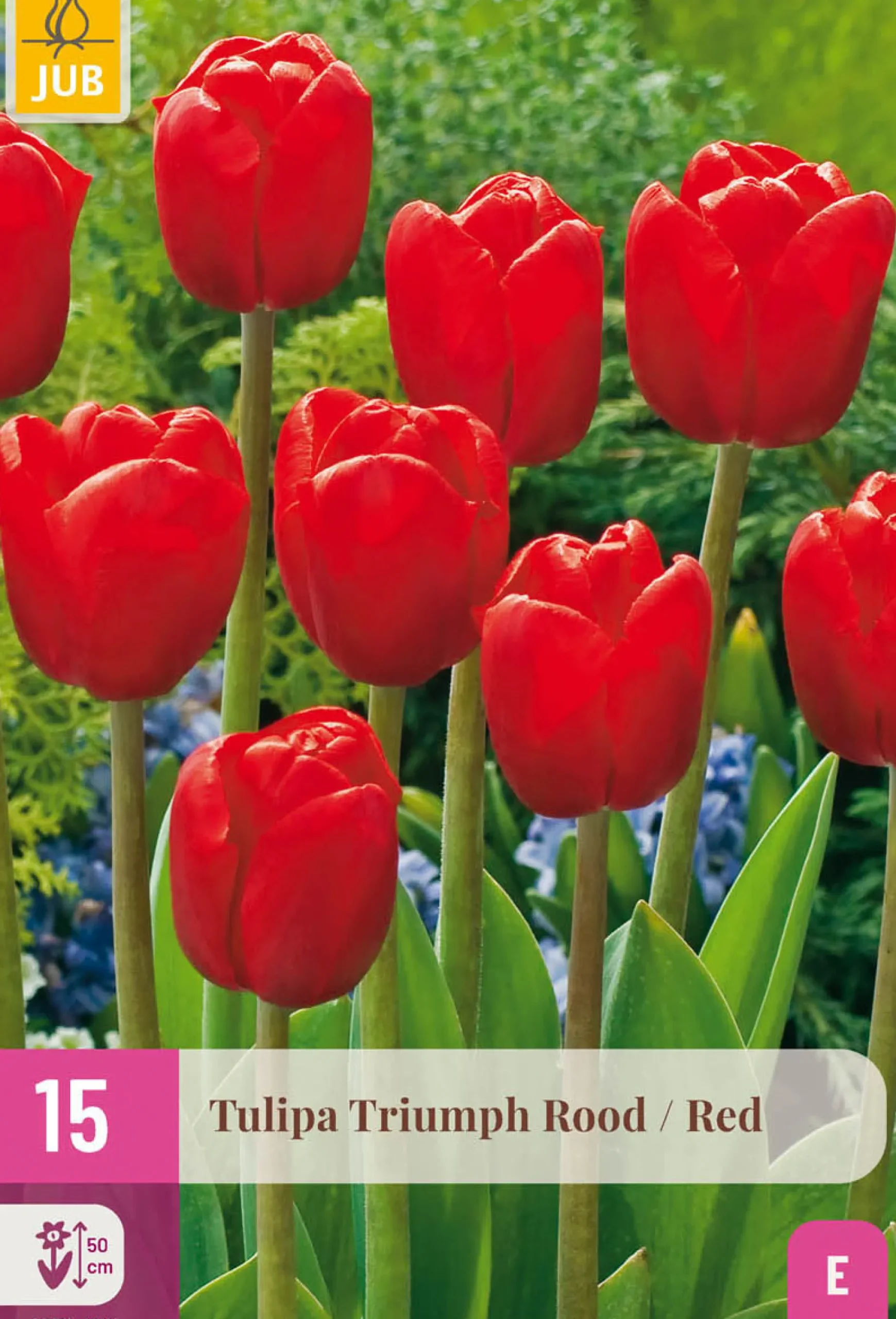 15 tulipa triumph rood|ohgreen Hot