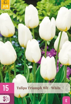 15 tulipa triumph wit|ohgreen Sale