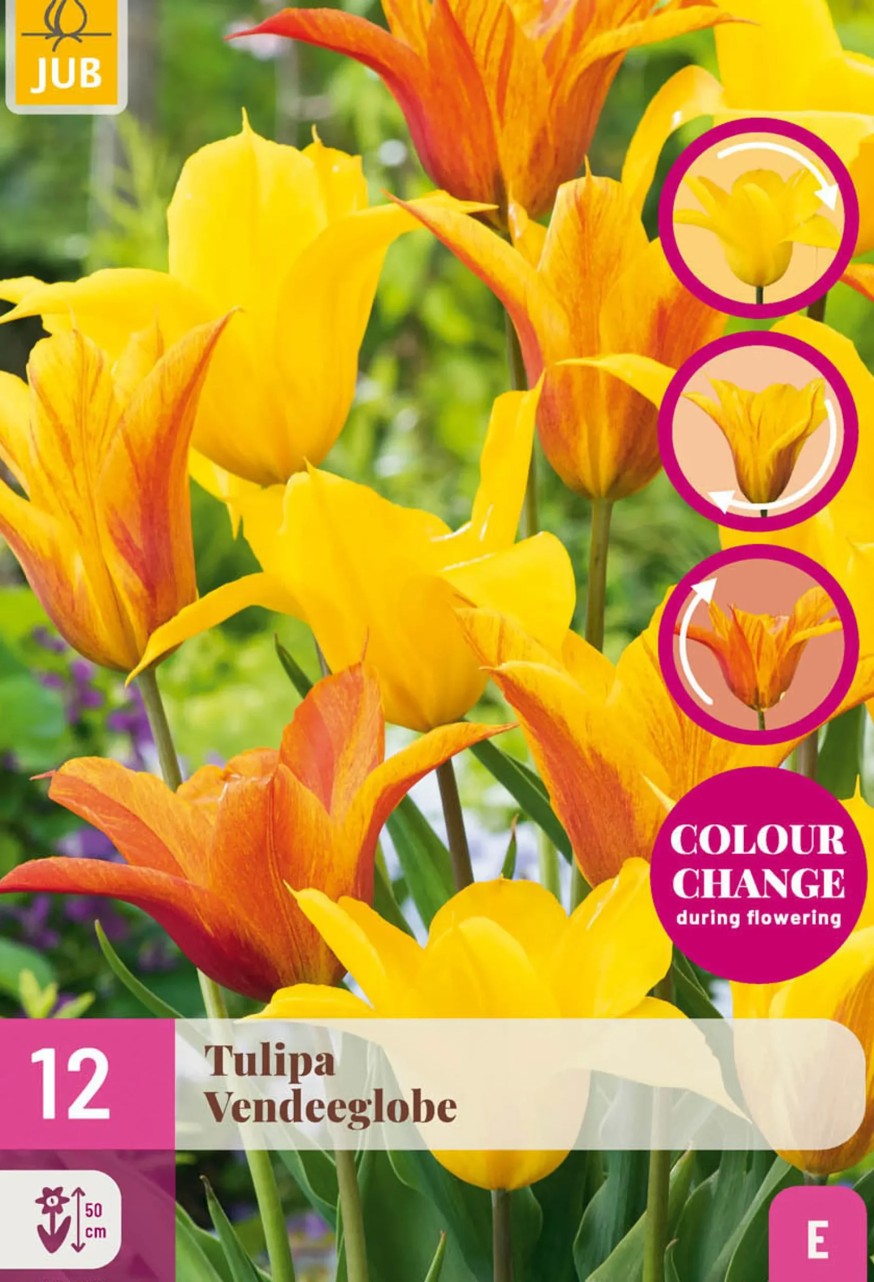 12 tulipa vendeeglobe|ohgreen Best