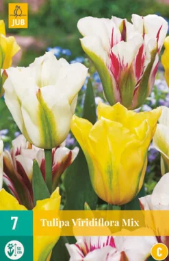 7 tulipa viridiflora mix|ohgreen Hot