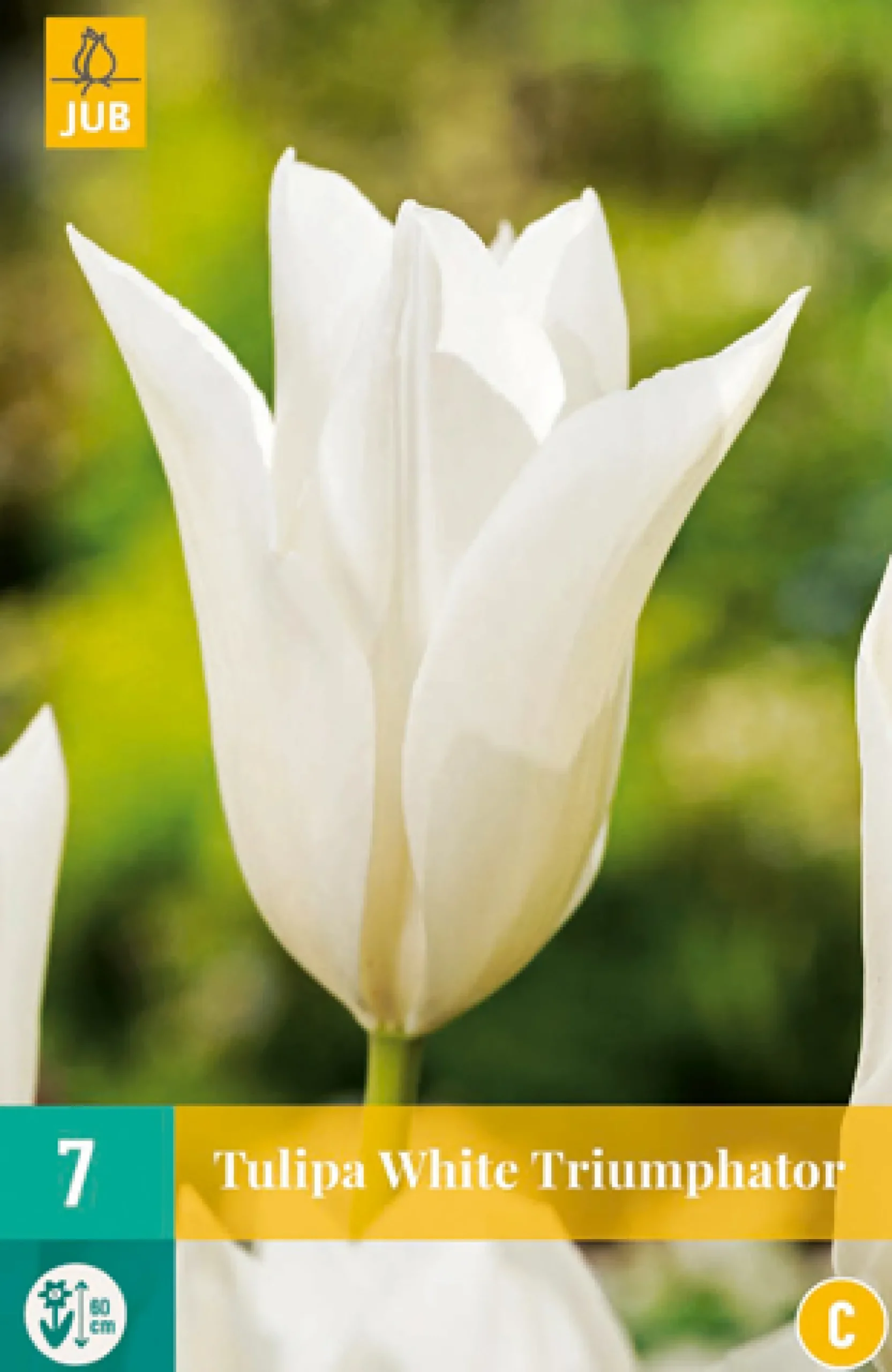 7 tulipa white triumphator|ohgreen Hot