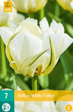 7 tulipa white valley|ohgreen