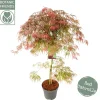 Acer palmatum Garnet ( Japanse esdoorn Garnet )|ohgreen New