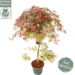 Acer palmatum Garnet ( Japanse esdoorn Garnet )|ohgreen New
