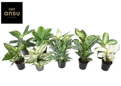 Aglaonema Groen - Wit mix|ohgreen Clearance