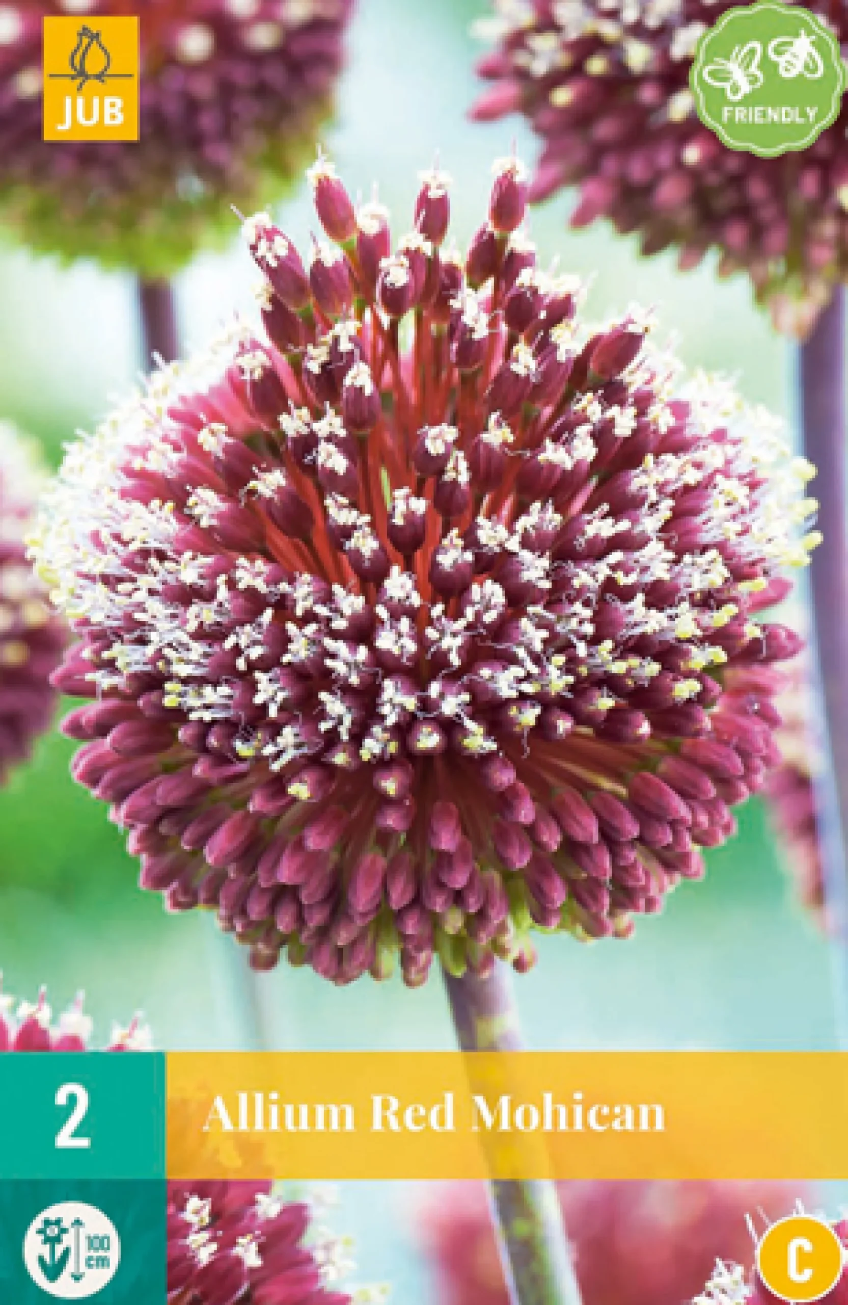 Allium red mohican 2st|ohgreen Online