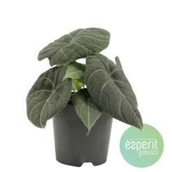 Alocasia Grey Dragon|ohgreen Online