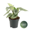 Alocasia Platinum|ohgreen Clearance