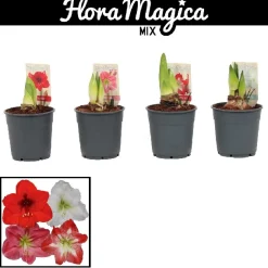 Amaryllis Hippeastrum standard mix|ohgreen Sale