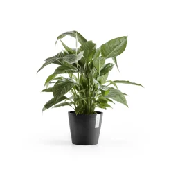 Amsterdam 20cm donkergrijs met waterreservoir|ohgreen Best