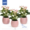 Anthurium in sierpot met waterbuffer|ohgreen Outlet