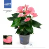 Anthurium roze p17 h65|ohgreen Outlet