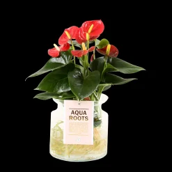 Anthurium sierglas|ohgreen Sale