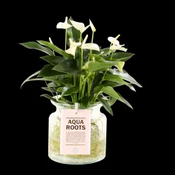 Anthurium sierglas|ohgreen Sale